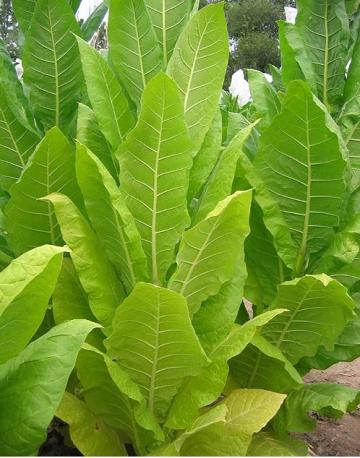 Tobacco Seeds - Tennessee Dark Air Cured